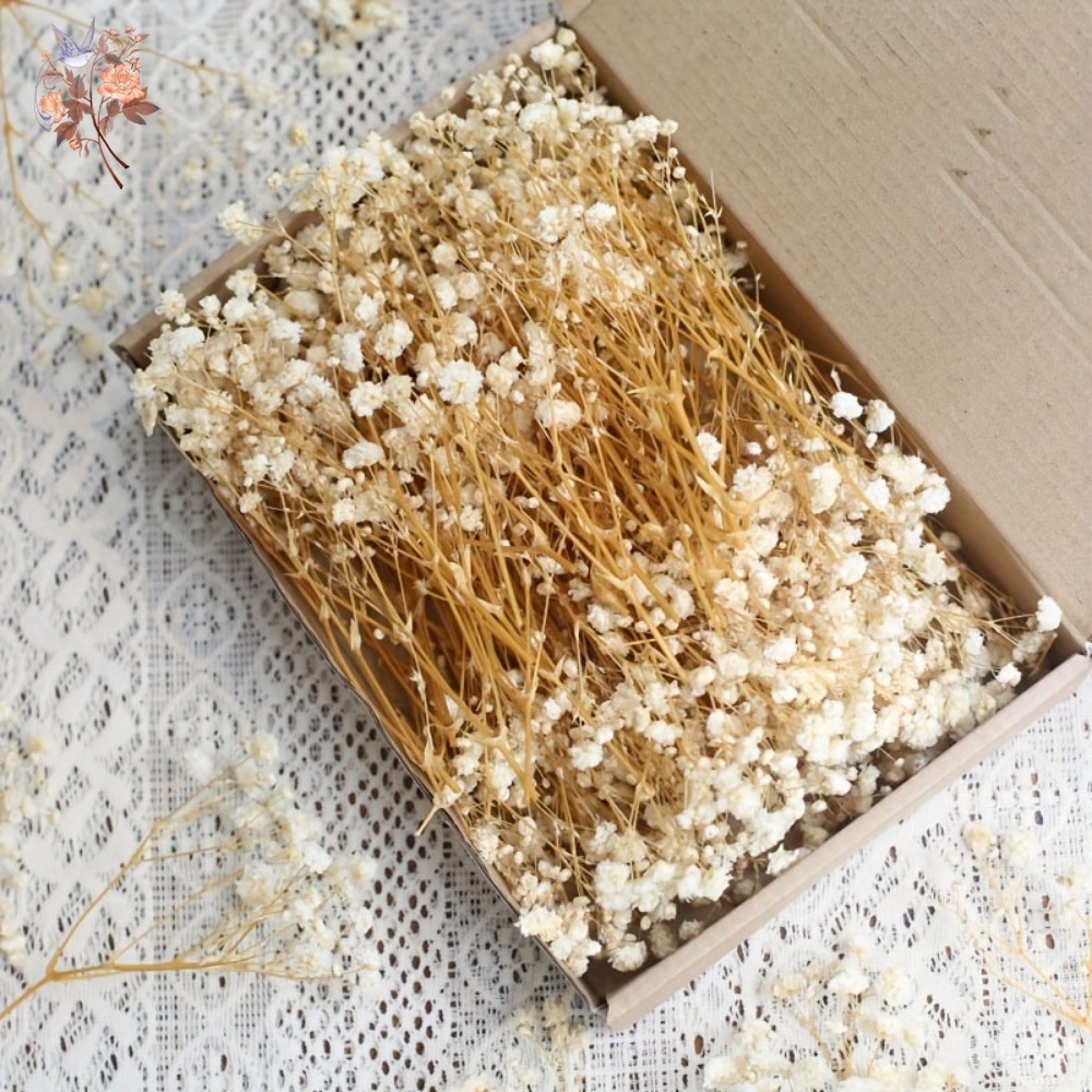 100個入りミニドライカスミソウ、レジン工芸DIY、家の装飾 - Craft Embellishments のレビューと価格